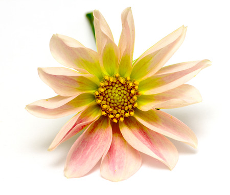 beautiful flowers on a white backgroundの写真素材