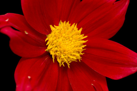 Beautiful flowers on black backgroundの写真素材