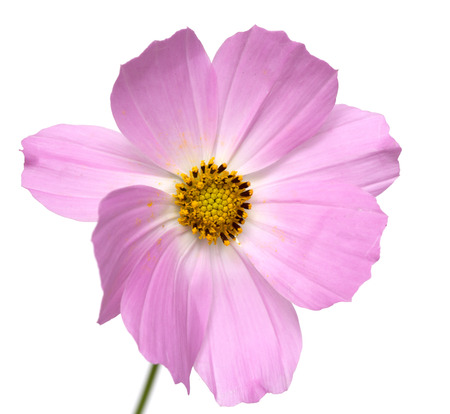 beautiful flowers on a white backgroundの写真素材