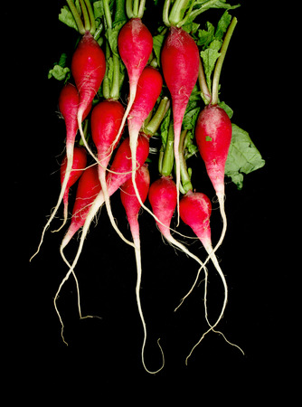 bundle of red radishの写真素材