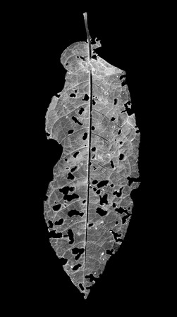 leaves eaten by pests on a black backgroundの写真素材