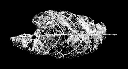 leaves eaten by pests on a black backgroundの写真素材