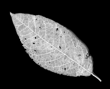 leaves eaten by pests on a black background