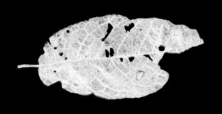 leaves eaten by pests on a black backgroundの写真素材