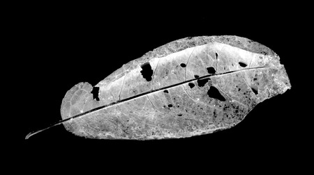 leaves eaten by pests on a black backgroundの写真素材