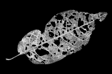 leaves eaten by pests on a black backgroundの写真素材