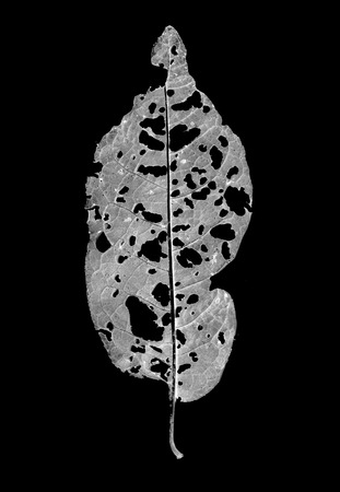 leaves eaten by pests on a black background
