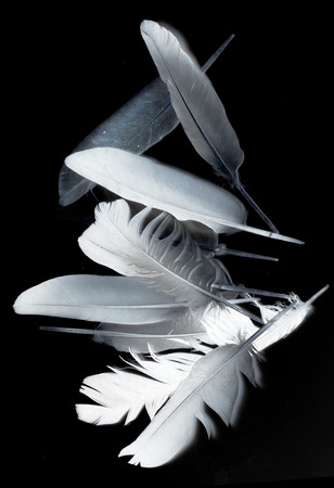 bird feather on black backgroundの写真素材