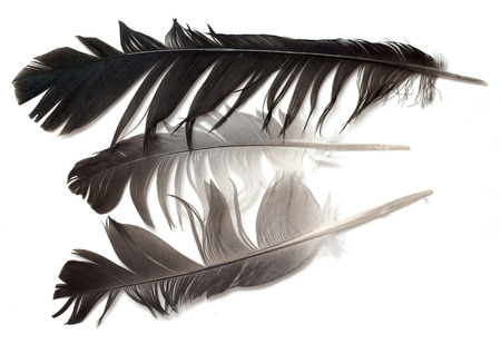 Beautiful  feather , isolated on whiteの写真素材