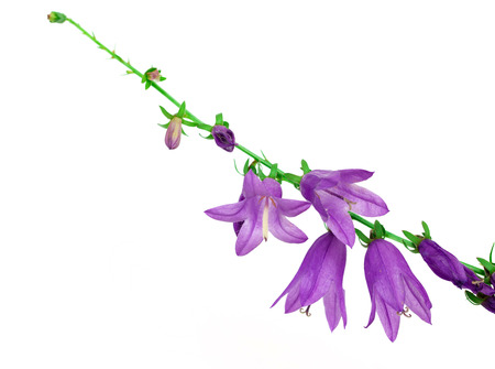 blue bell flowers on a white backgroundの写真素材