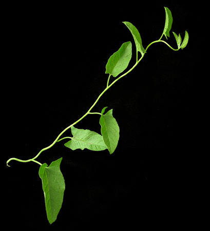 vine on a black backgroundの写真素材