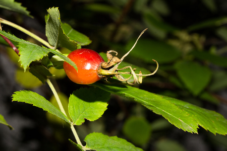 hips plantの写真素材