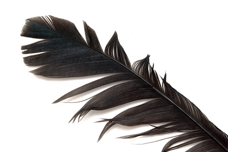feather of a bird on a white backgroundの写真素材
