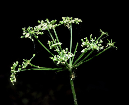 Dill (Fennel) flower