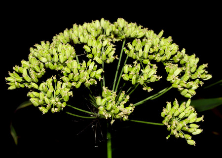 Dill (Fennel) flower