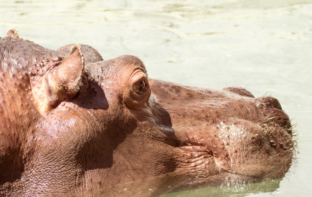 hippopotamus portrait of waterの写真素材