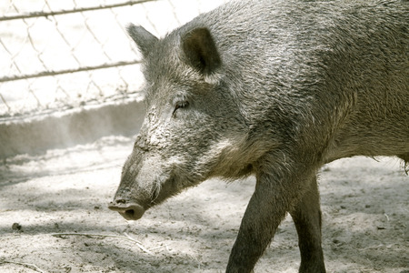 wild boar in the mudの写真素材