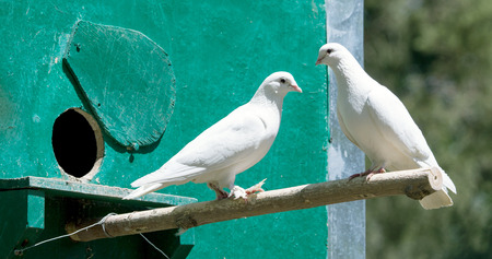 white dove in natureの写真素材