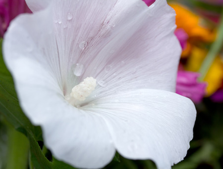 white flower bindweedの写真素材