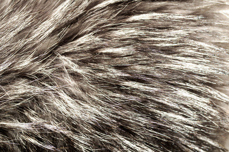 close up shot of abstract gray fur background