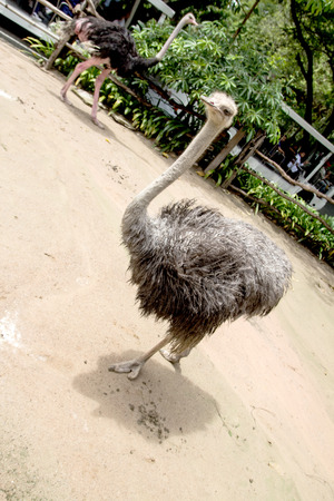 Ostrich at the zooの写真素材