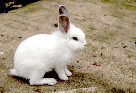 white rabbit on the nature