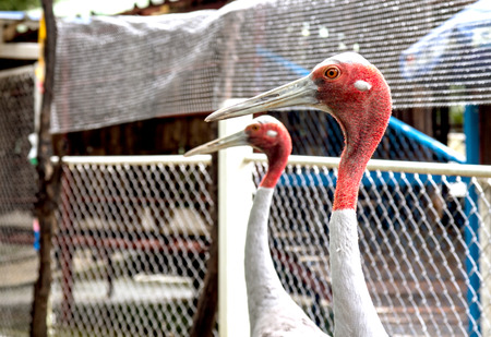 Red Heads craneの写真素材