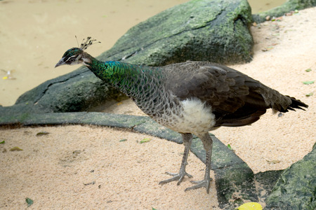 nature peacockの写真素材