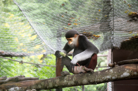 monkey