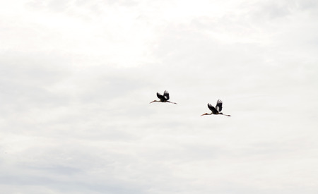 stork bird in flightの写真素材