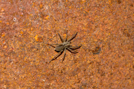 Spider on the background of rusty metalの写真素材