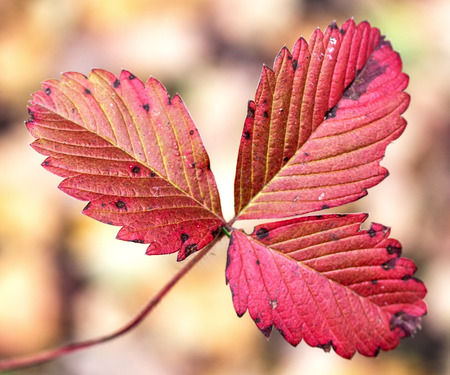 autumn leaves landscapeの写真素材