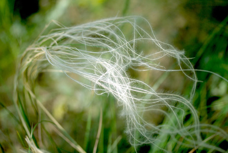 Feather grass