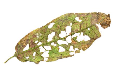 Leaf with holes, eaten by pests isolated on white backgroundの写真素材