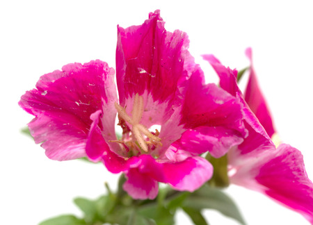bouquet of flowers on a white backgroundの写真素材