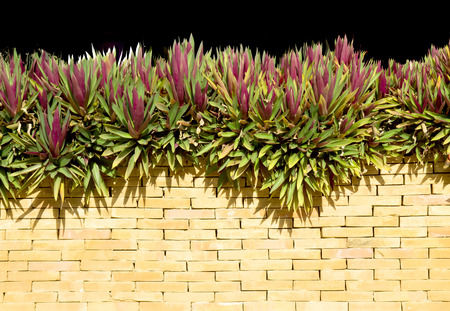 green plant on background wallの写真素材