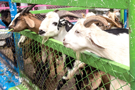 goats in natureの写真素材