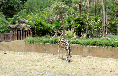 zebra in the natureの写真素材