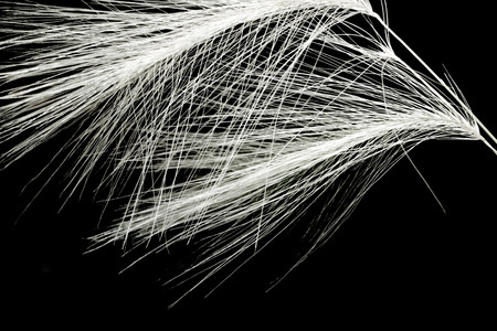 wild wheat ears on a black の写真素材