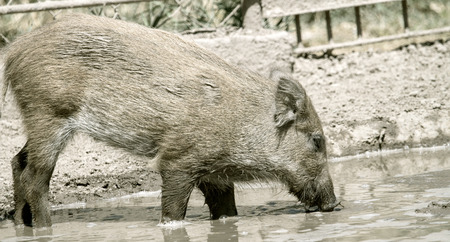 wild boar in the mudの写真素材