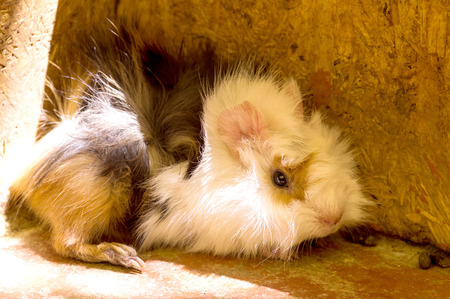 cavy