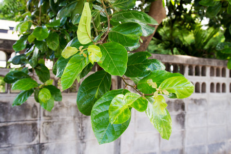 green leaves backgroundの写真素材