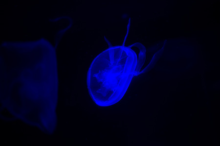 jellyfish illuminated in the dark waterの写真素材