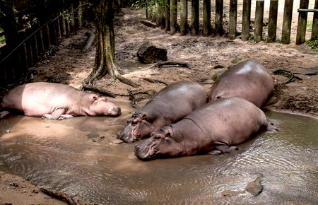 hippopotamus in natureの写真素材