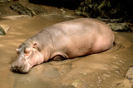 hippopotamus in natureの写真素材