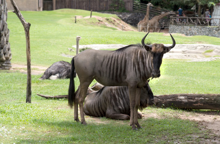 wildebeest in nature