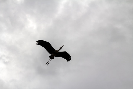 stork bird in flightの写真素材