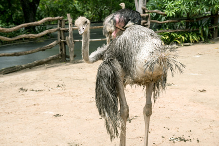 Ostrich at the zooの写真素材
