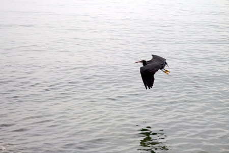 Black heron on the seaの写真素材