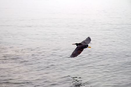 Black heron on the seaの写真素材